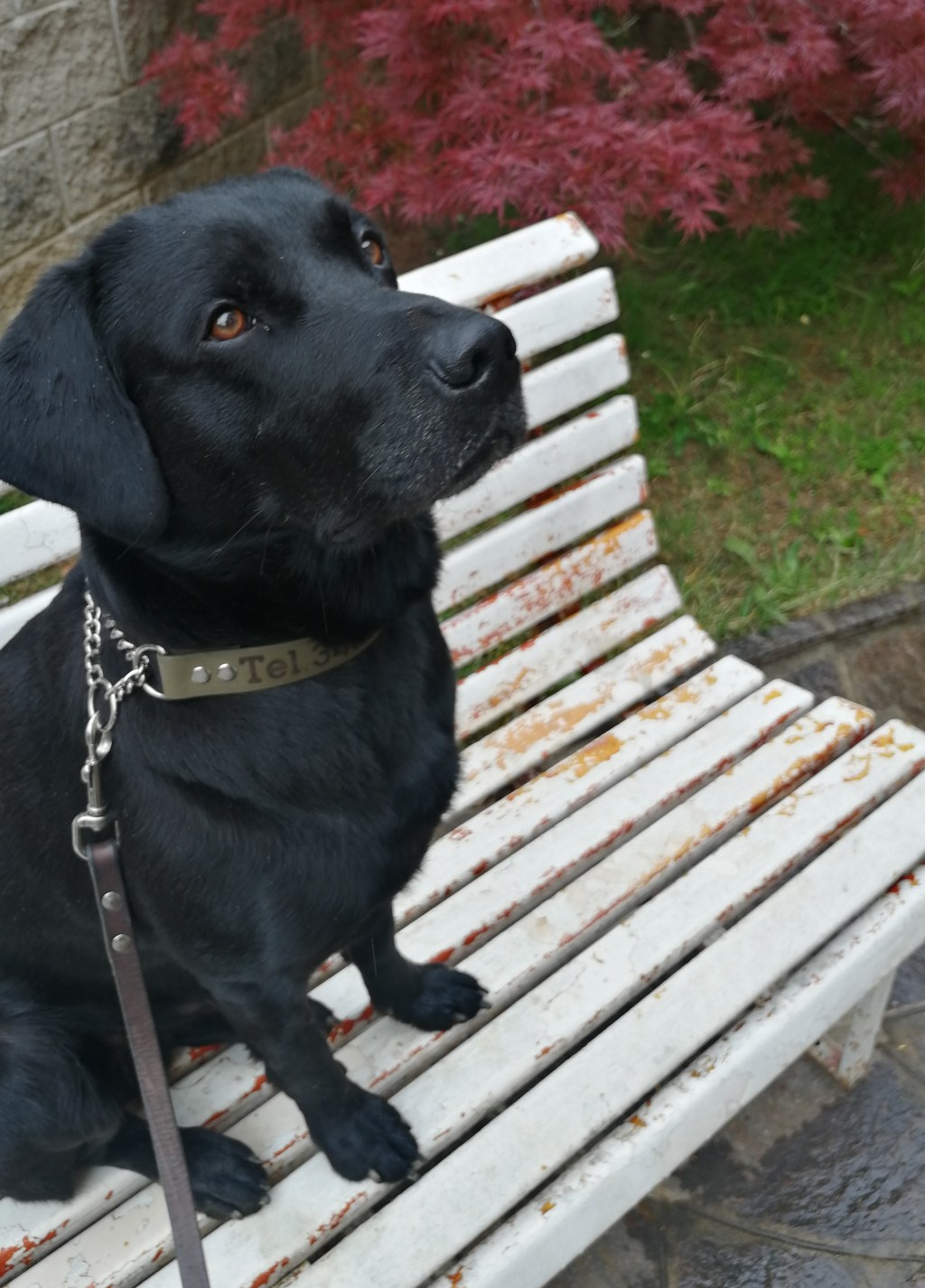 Fisse da cinofilo: il catalogo dei&nbsp;collari