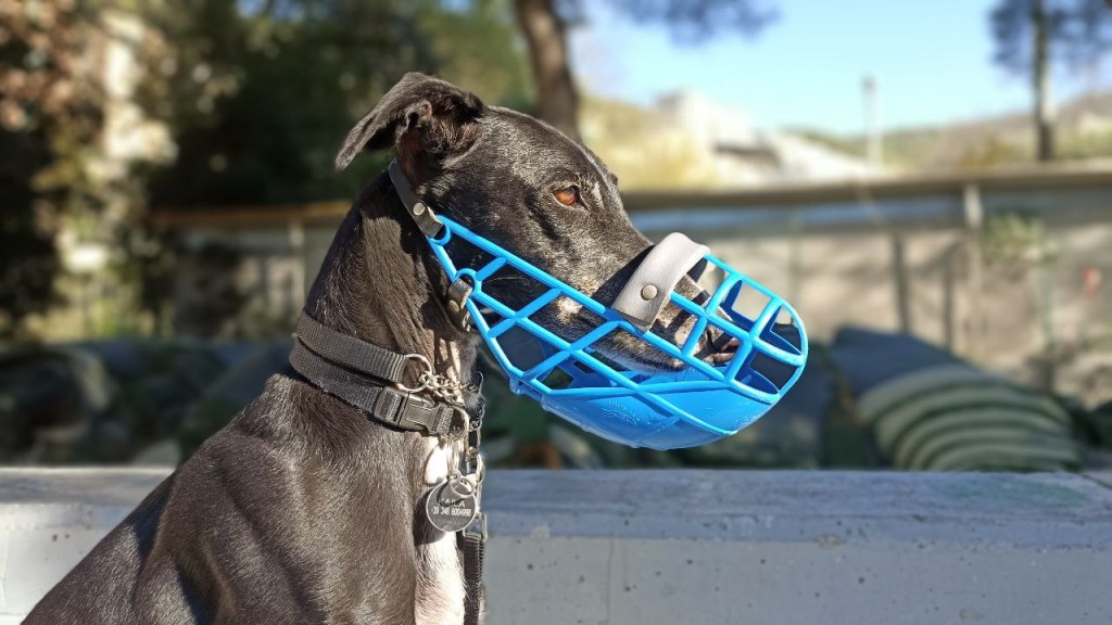 Del Parco di Monza e dei suoi…&nbsp;cani