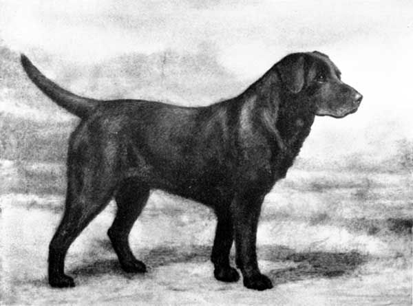 La storia di Bolo: un famoso Labrador che ci insegna a non arrenderci&nbsp;mai
