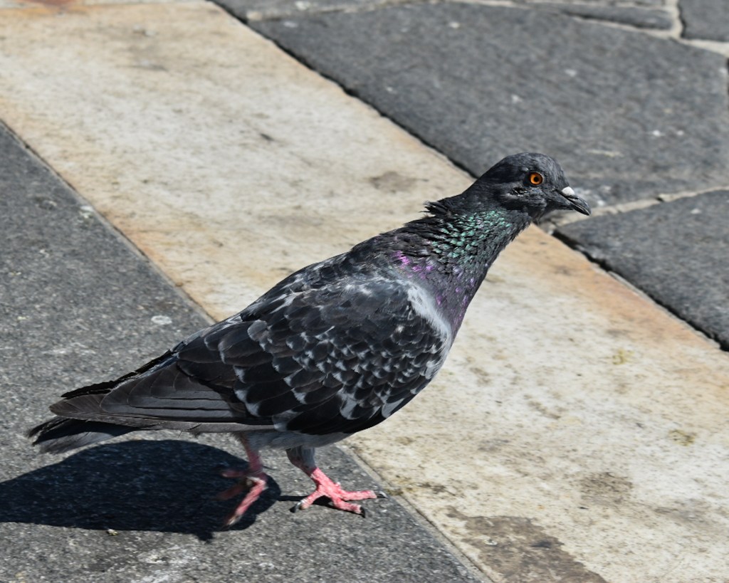 Di bambini e di…&nbsp;piccioni