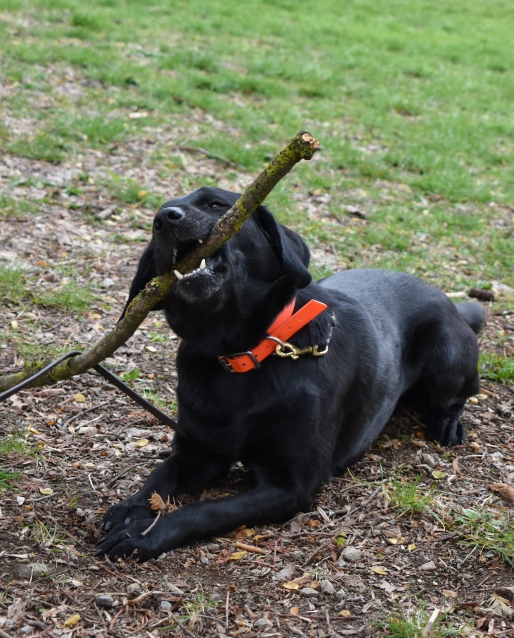 L’agentività nel cane
