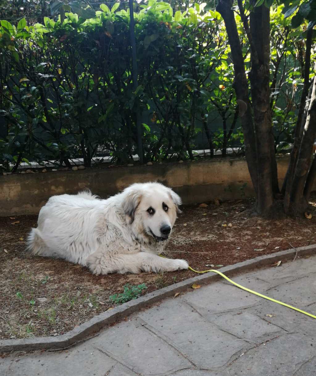 Il Cane da Montagna dei Pirenei… presentato da&nbsp;Lestelle