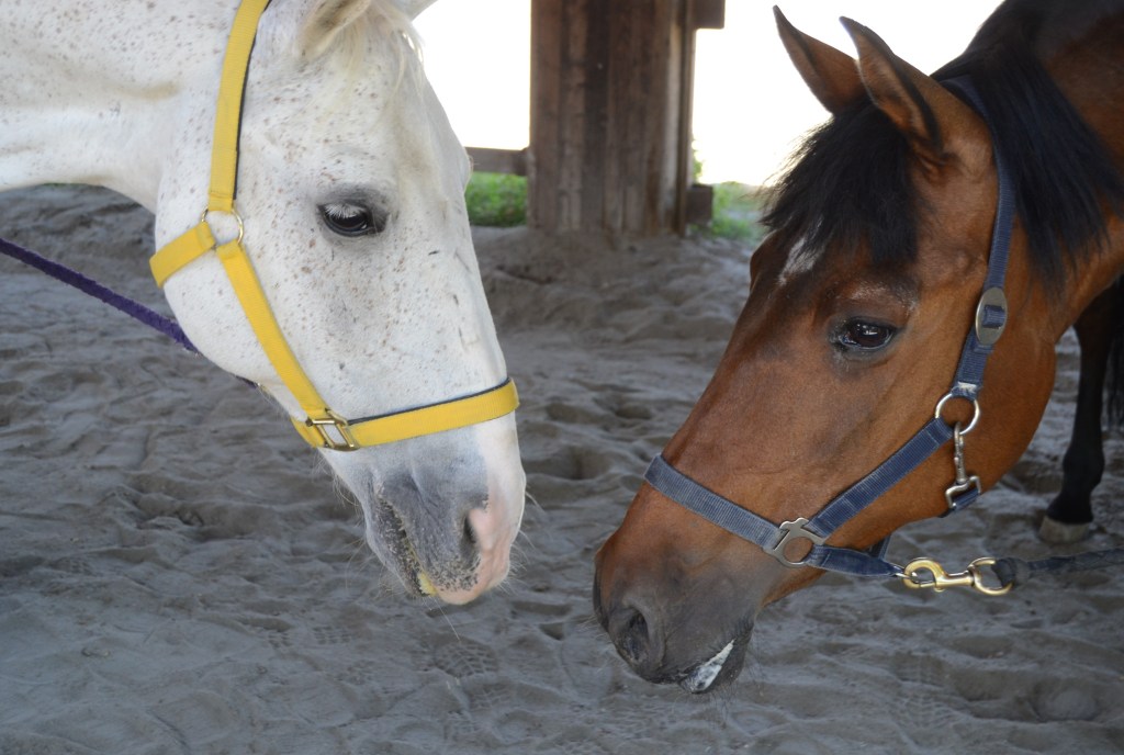 La mia lunga storia con gli equini: il racconto di un rapporto&nbsp;complesso