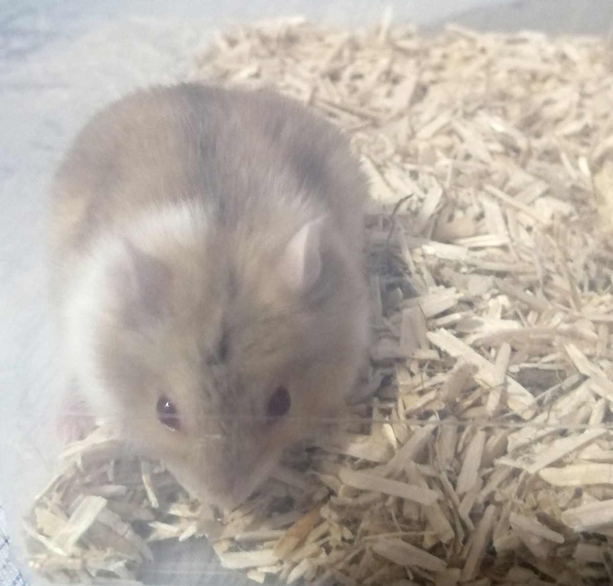 Le ombre e i segreti del criceto&nbsp;Eumolpo