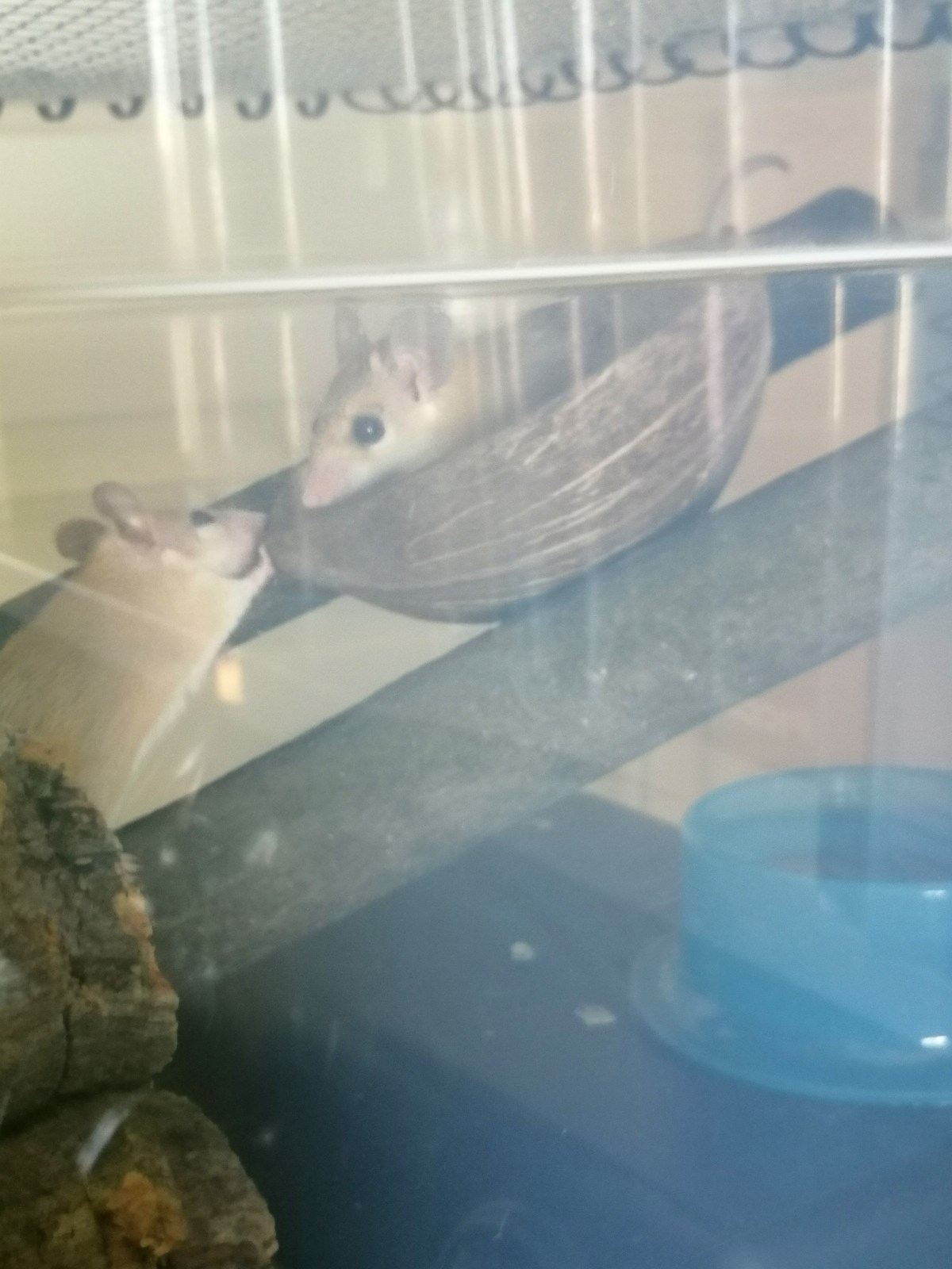 Acomys dimidiatus: topi spinosi… senza&nbsp;spine