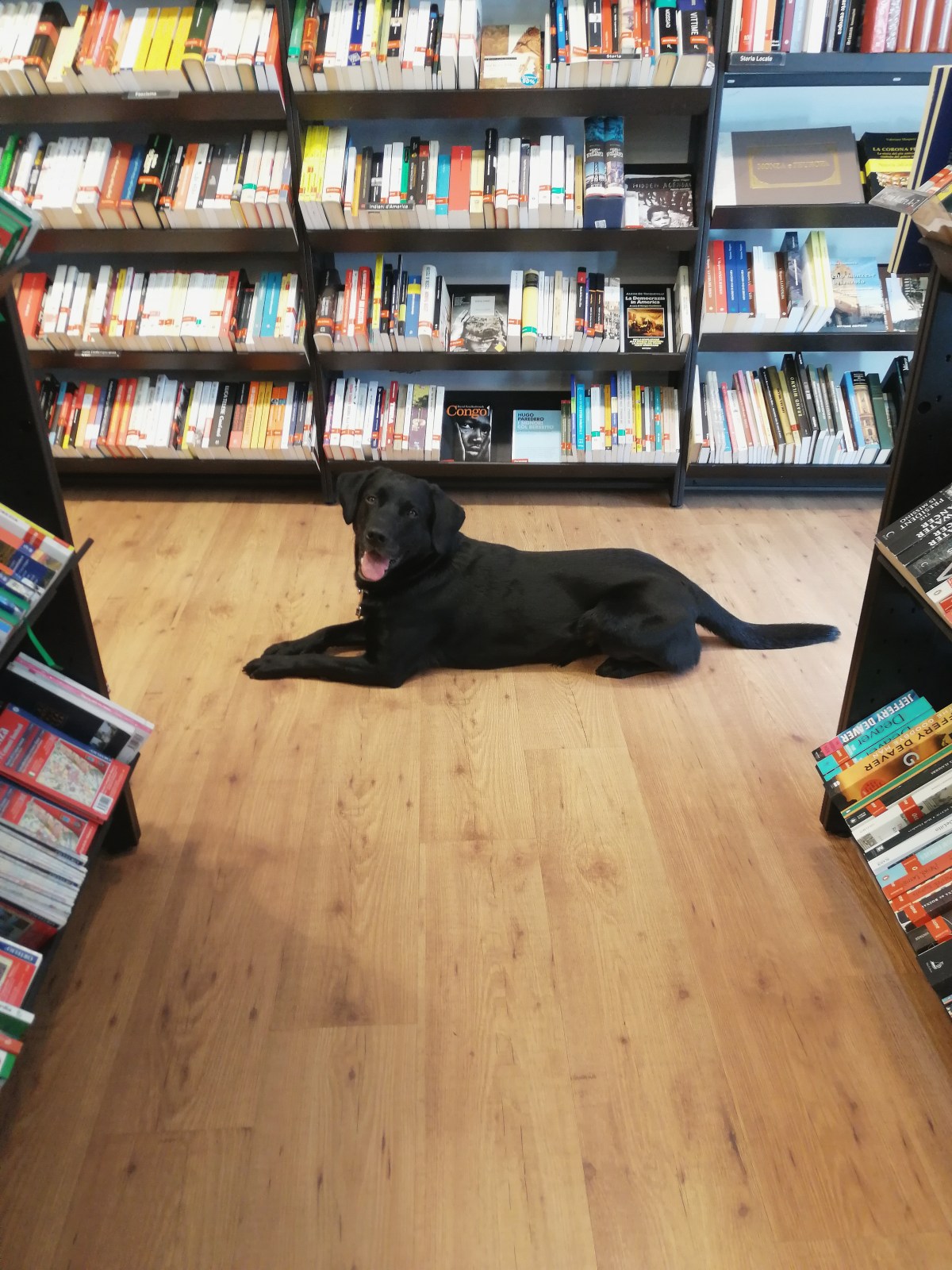 Troppa roba (e troppi&nbsp;cani)