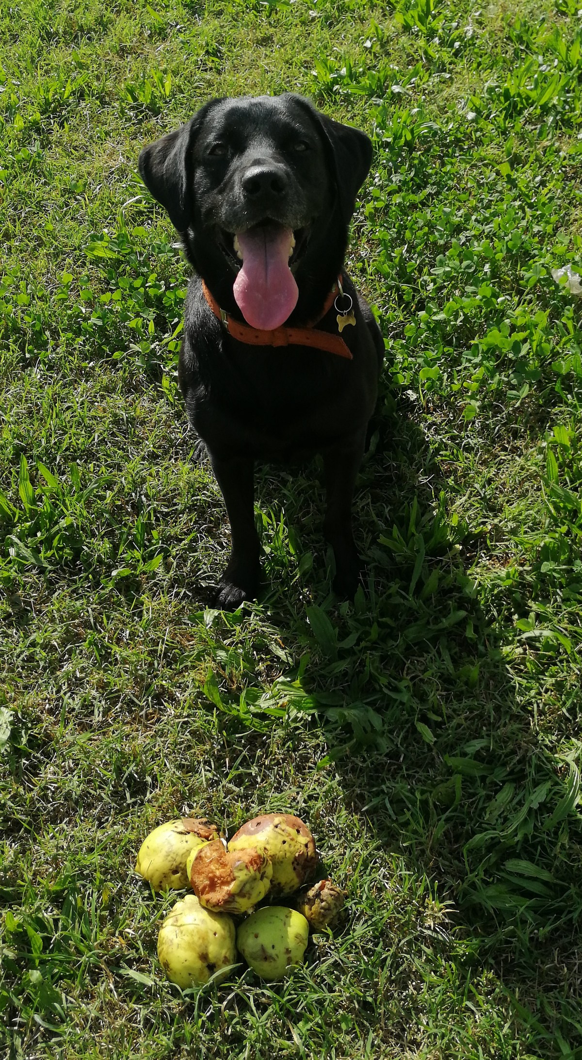 La parte canina del&nbsp;discorso