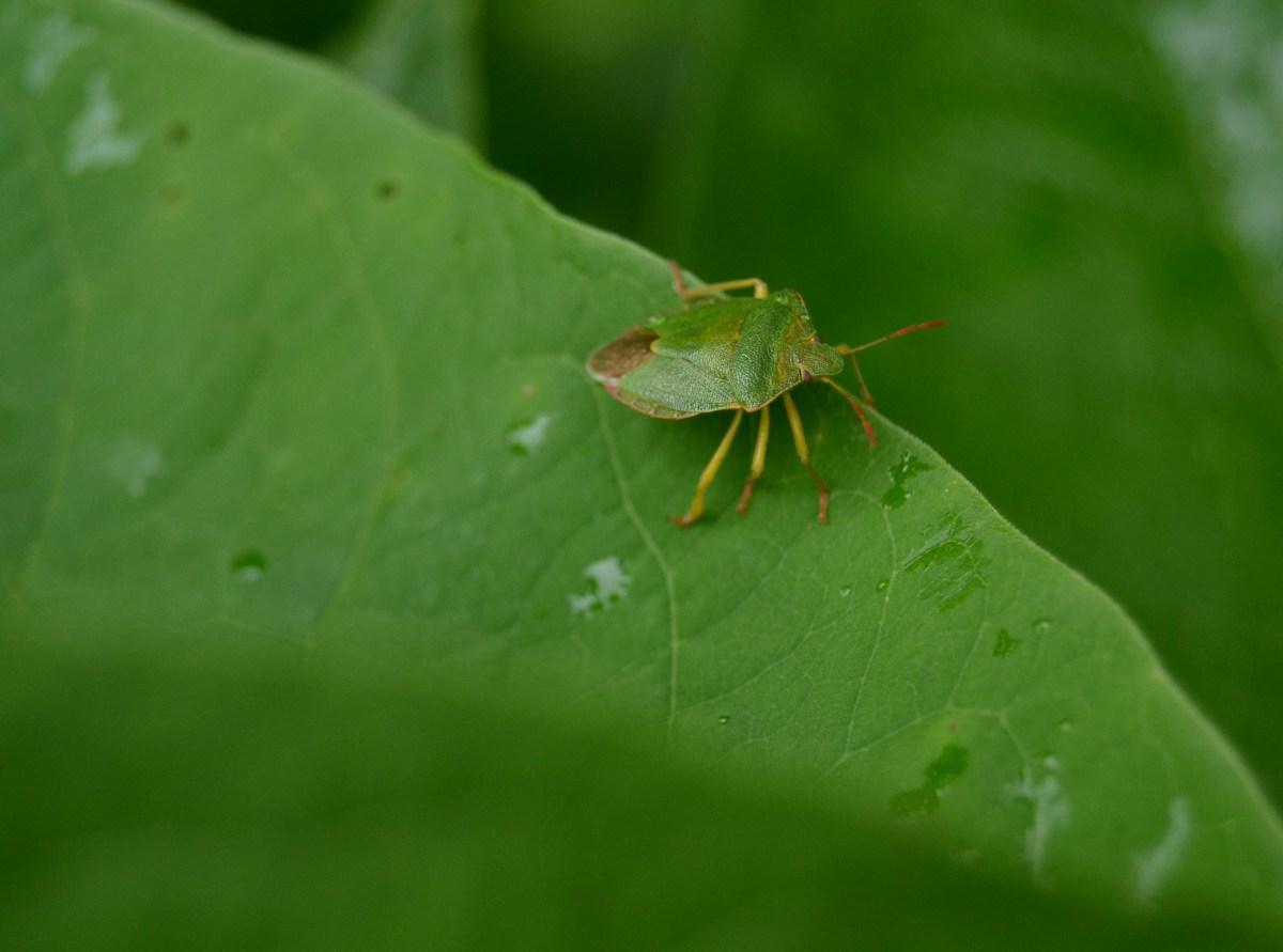 Il passeggero verde