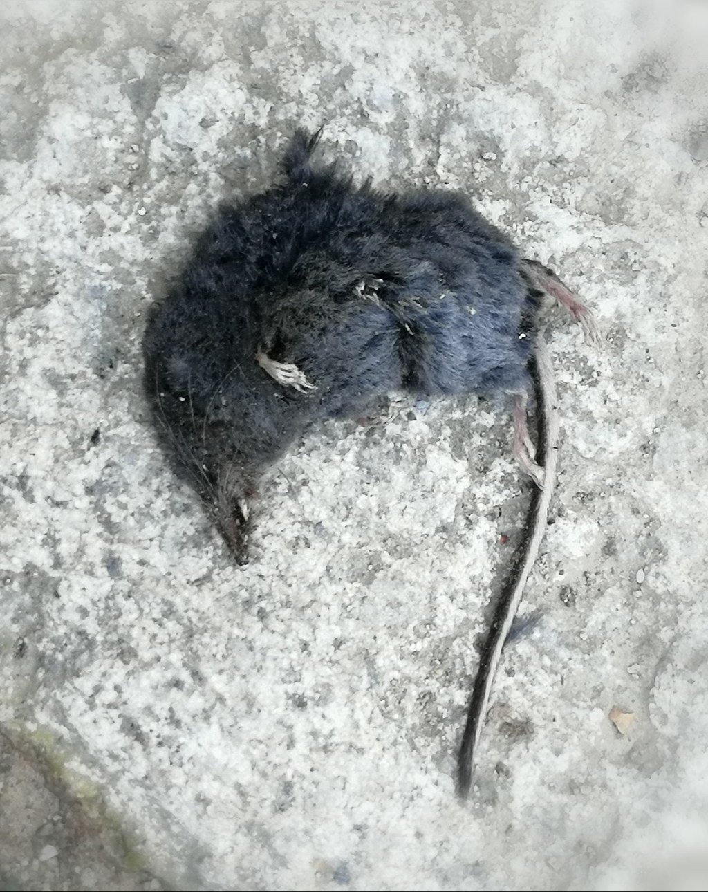 Bestie stecchite (e soprattutto, una&nbsp;beccaccia)