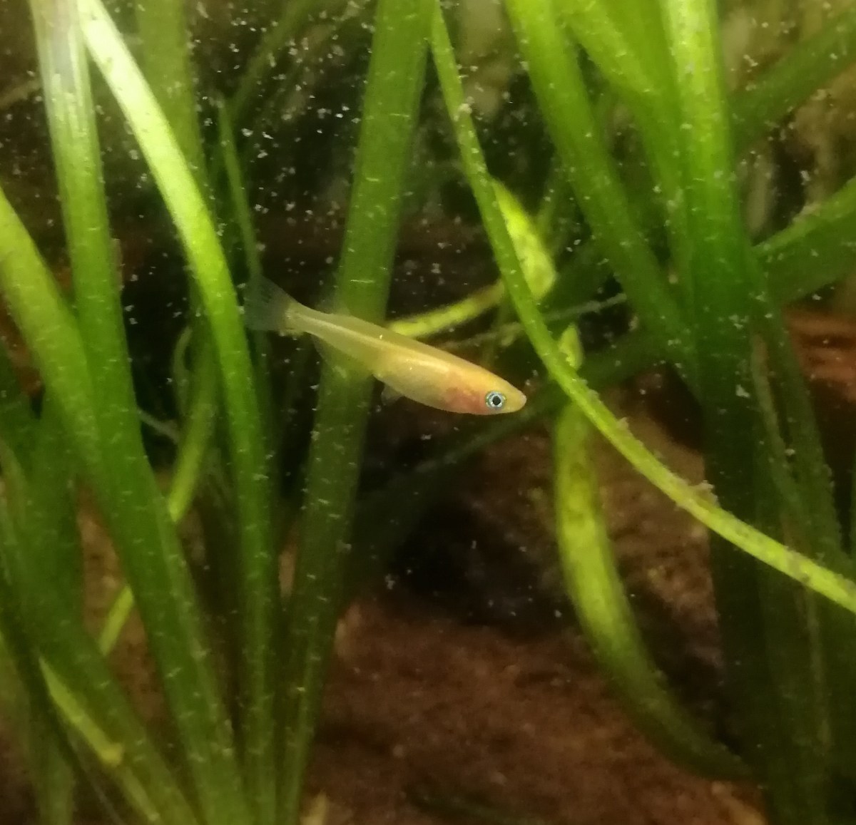 L’occhio del medaka