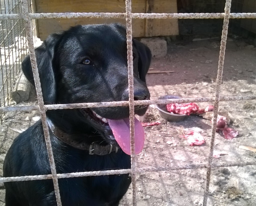 Pendolino e la banda&nbsp;reatina