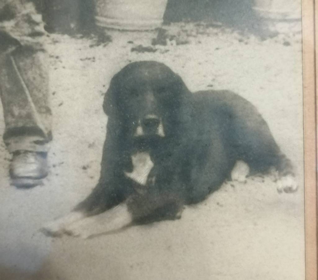 Quegli insospettabili Retriever&nbsp;varesini