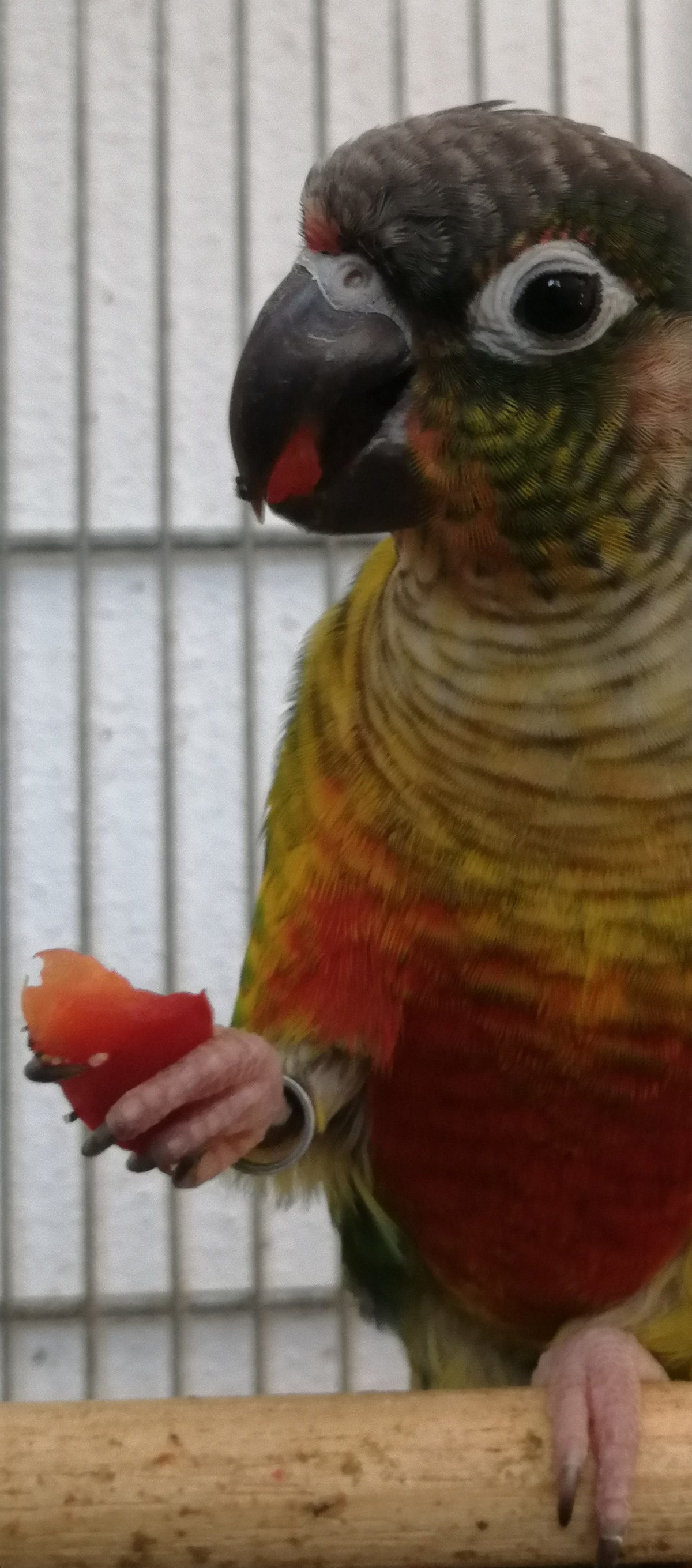 Un anno con le&nbsp;ali