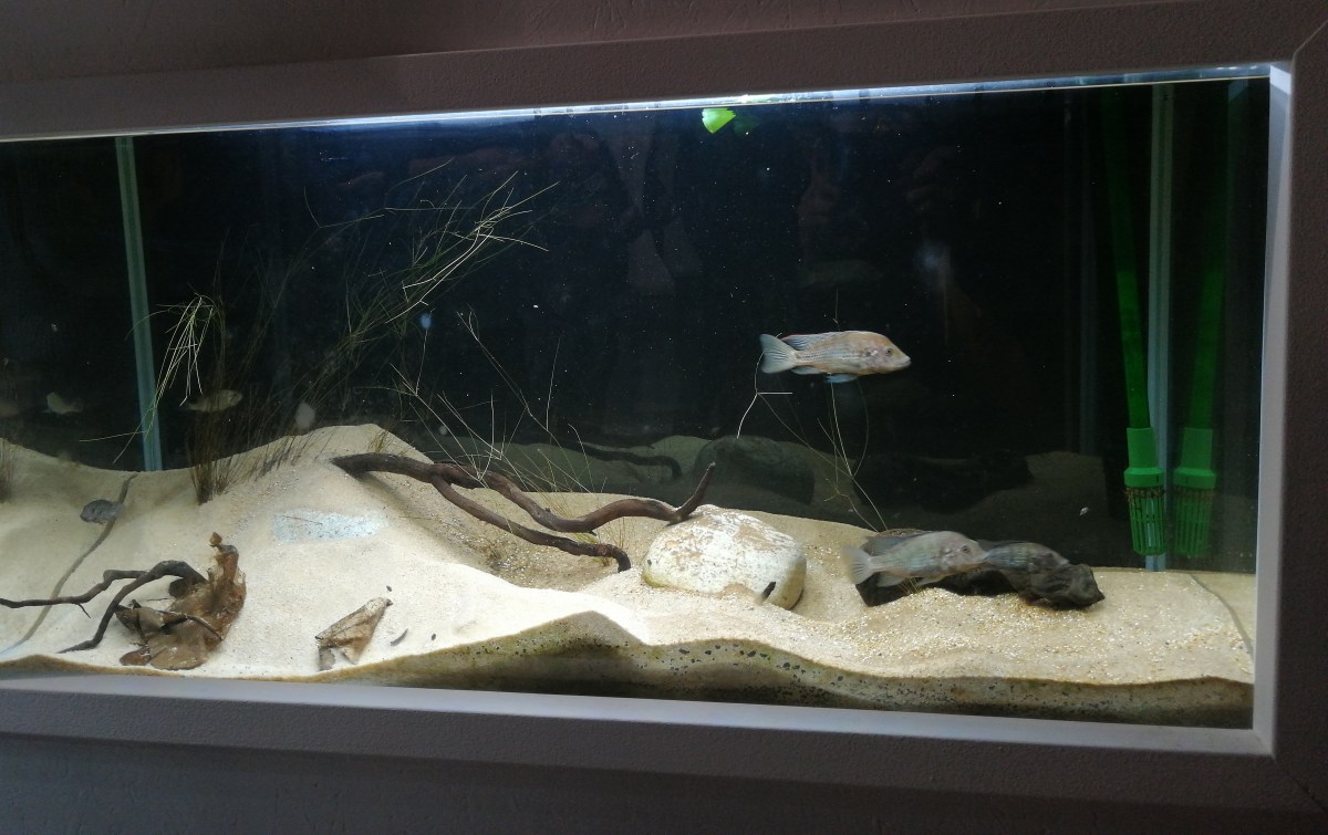 Una sera… di pesce, a&nbsp;Treviglio